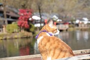 「猫忍」で父上に扮する金時。