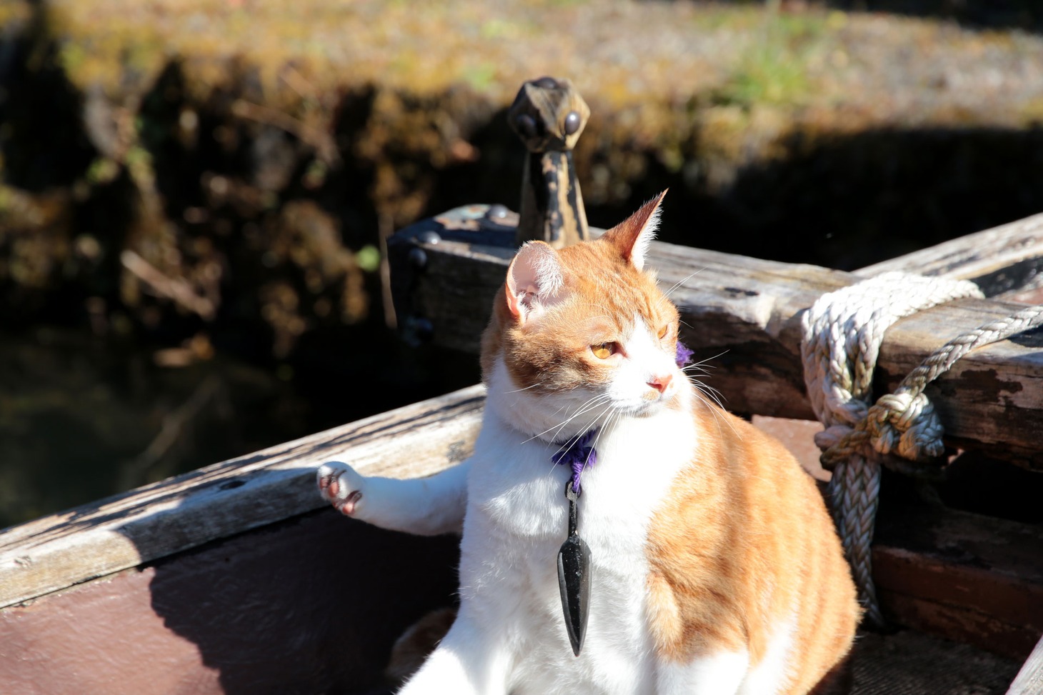 「猫忍」で父上に扮する金時。