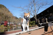 「猫忍」で父上に扮する金時。