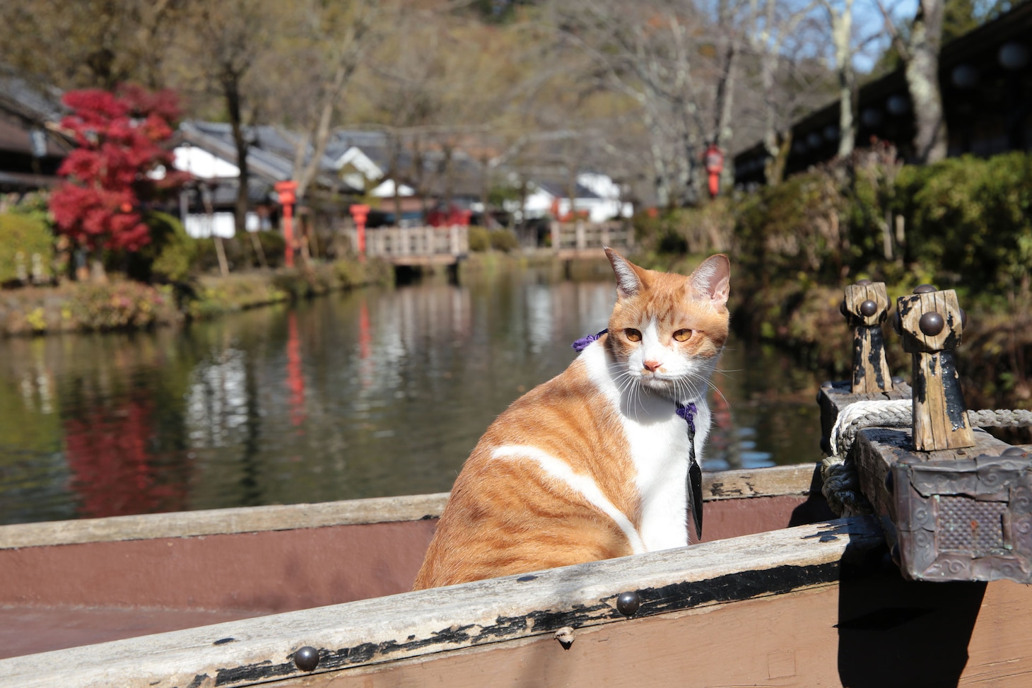 「猫忍」で父上に扮する金時。