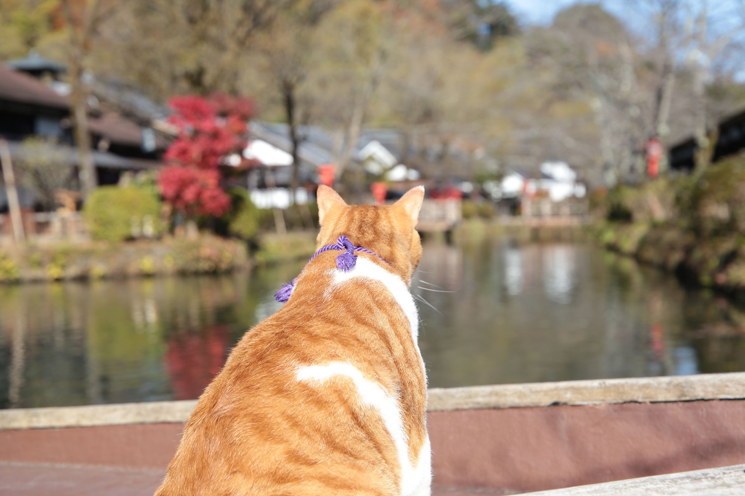 「猫忍」で父上に扮する金時。