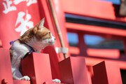 「猫忍」で父上に扮する金時。