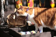 「猫忍」で父上に扮する金時。