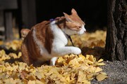 「猫忍」で父上に扮する金時。
