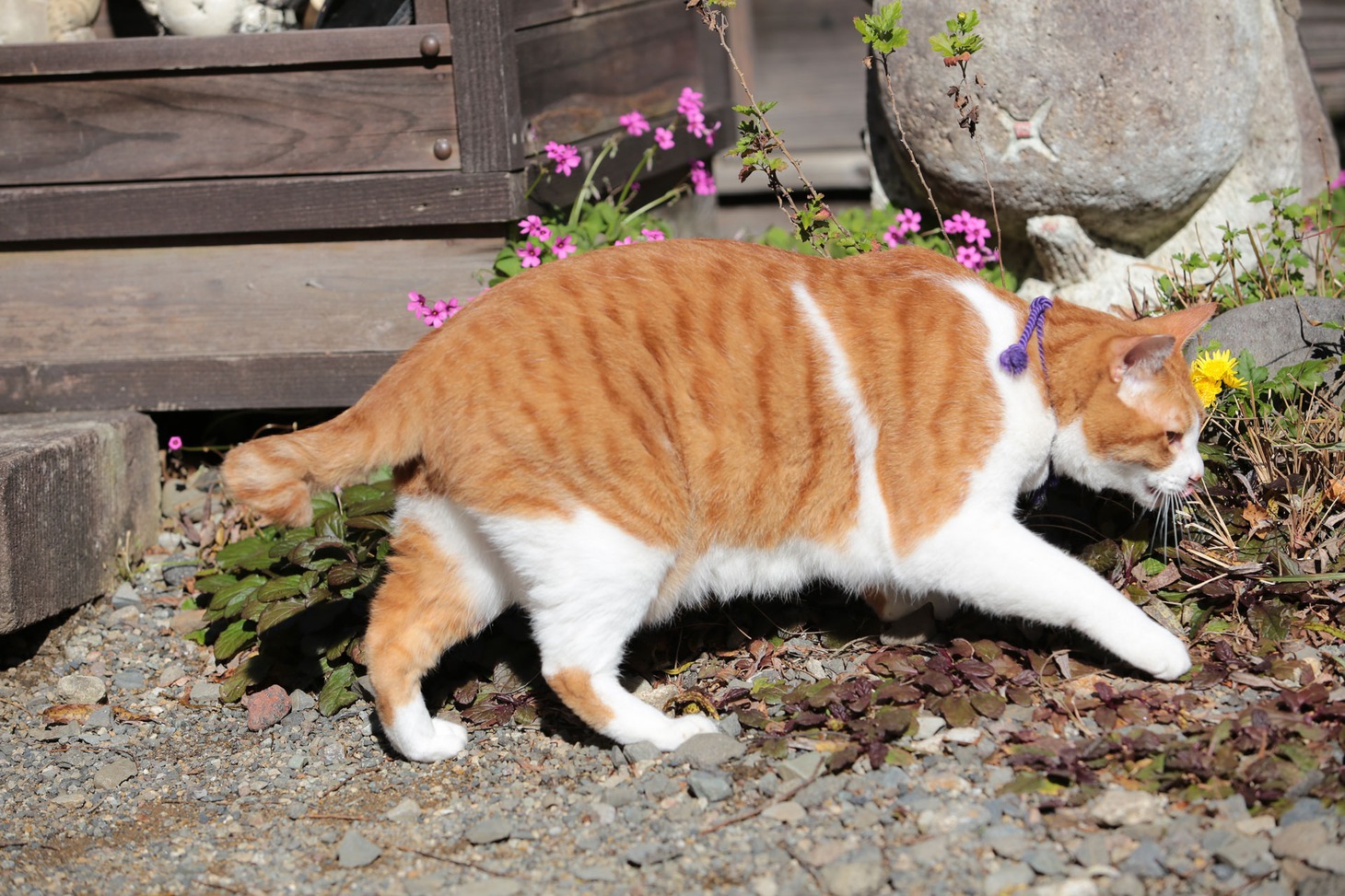 「猫忍」で父上に扮する金時。