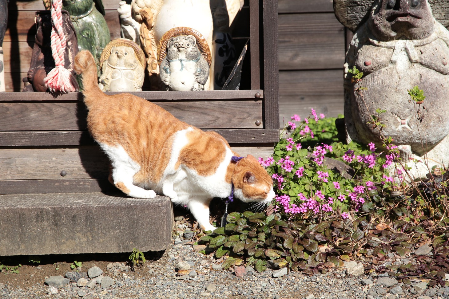 「猫忍」で父上に扮する金時。