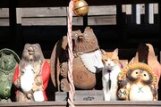 「猫忍」で父上に扮する金時。