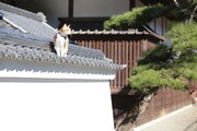 「猫忍」で父上に扮する金時。