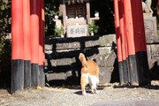 「猫忍」で父上に扮する金時。