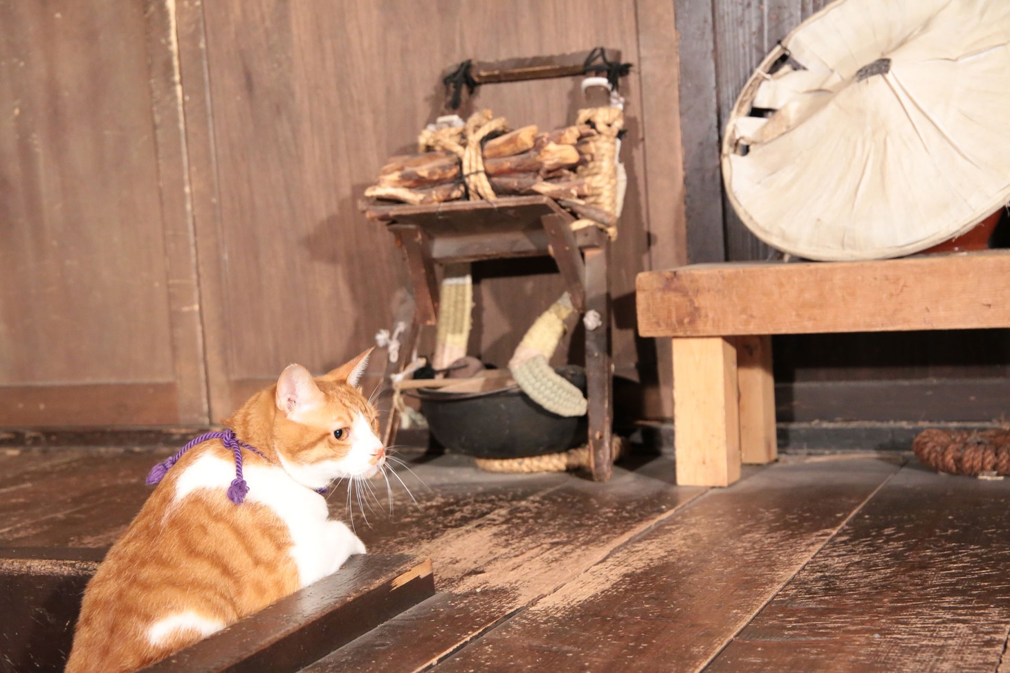 「猫忍」で父上に扮する金時。