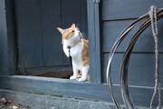 「猫忍」で父上に扮する金時。