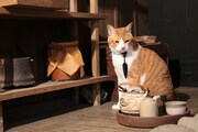 「猫忍」で父上に扮する金時。
