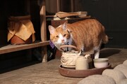 「猫忍」で父上に扮する金時。