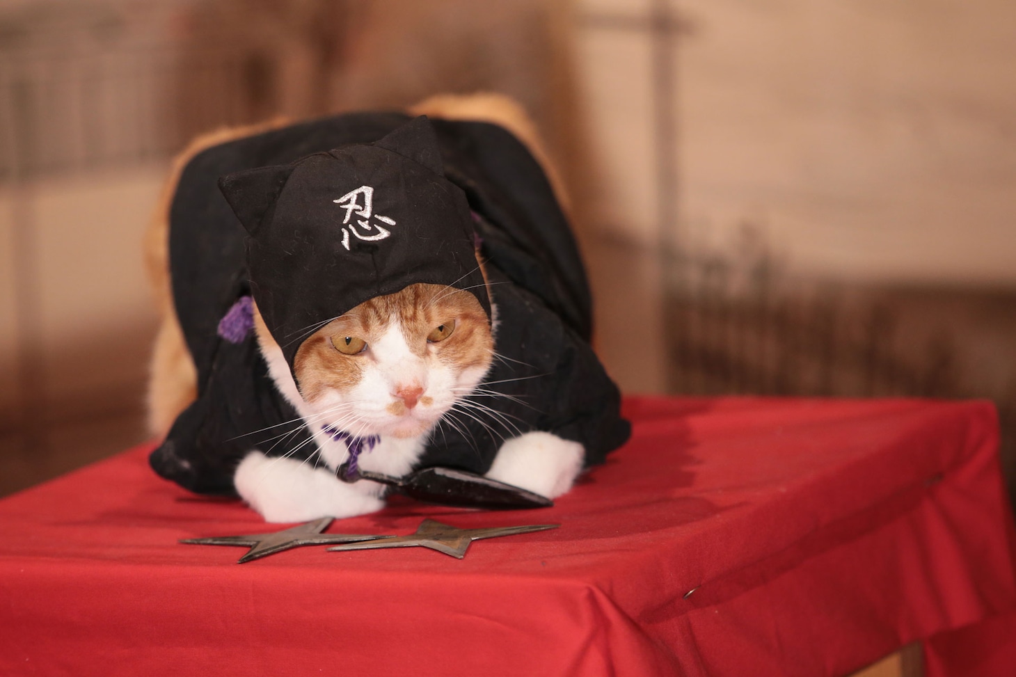 「猫忍」で父上に扮する金時。