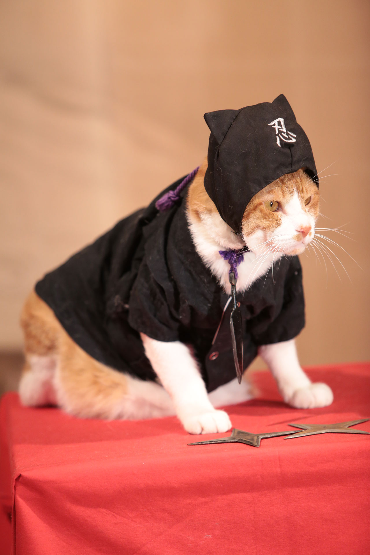 「猫忍」で父上に扮する金時。