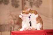 「猫忍」で父上に扮する金時。