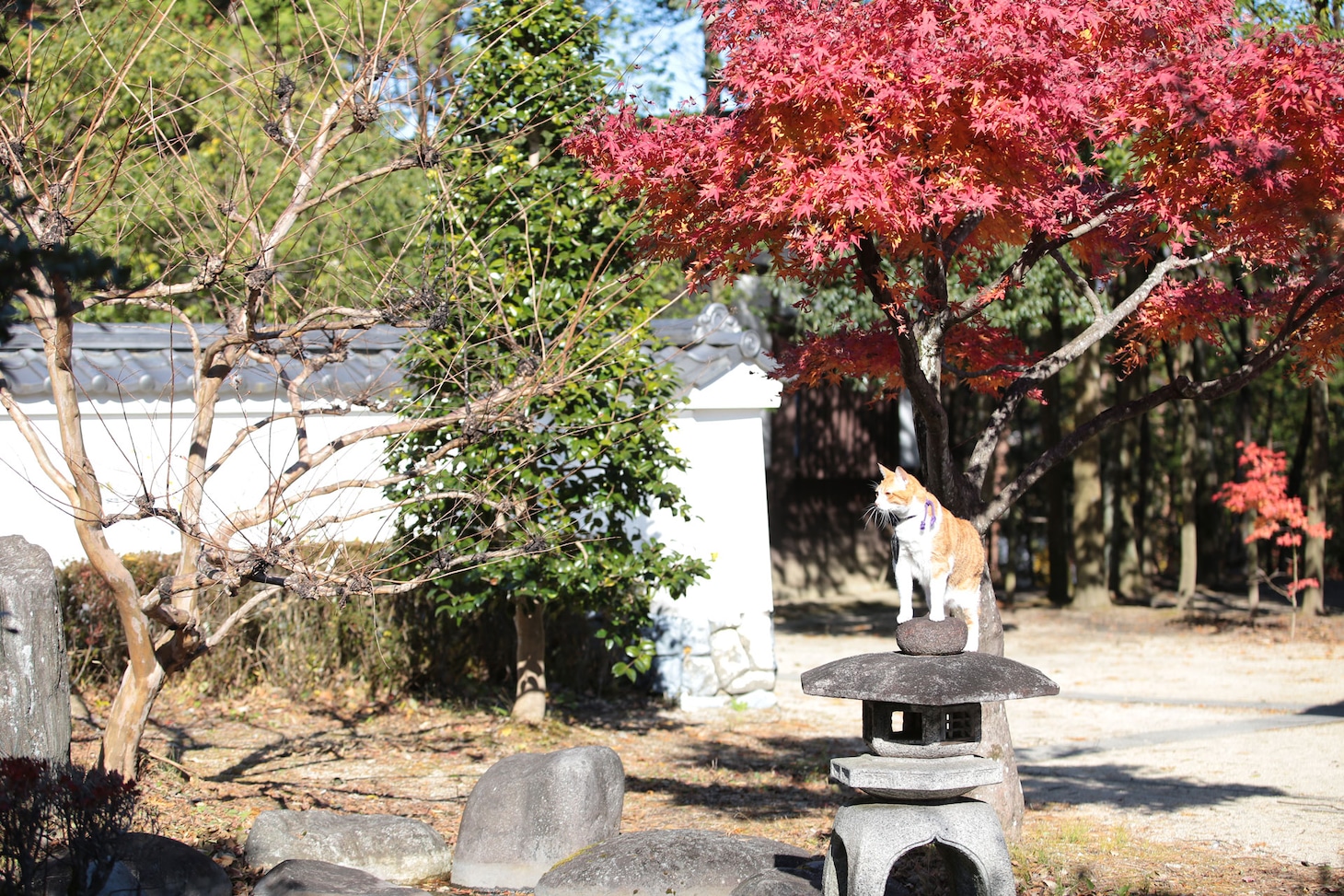「猫忍」で父上に扮する金時。