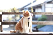 「猫忍」で父上に扮する金時。