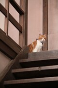 「猫忍」で父上に扮する金時。
