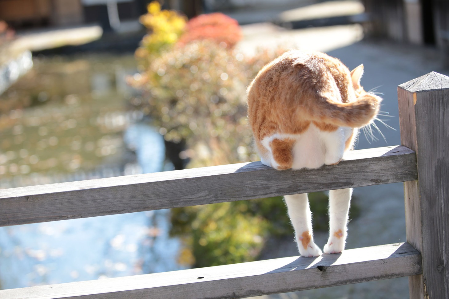 「猫忍」で父上に扮する金時。