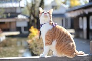 「猫忍」で父上に扮する金時。