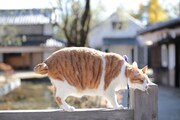「猫忍」で父上に扮する金時。