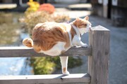 「猫忍」で父上に扮する金時。