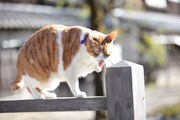 「猫忍」で父上に扮する金時。