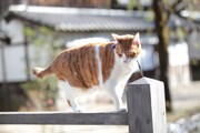「猫忍」で父上に扮する金時。