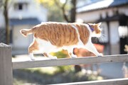「猫忍」で父上に扮する金時。
