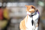「猫忍」で父上に扮する金時。