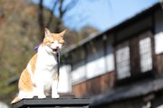 「猫忍」で父上に扮する金時。