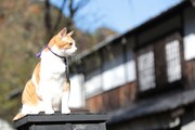 「猫忍」で父上に扮する金時。
