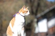 「猫忍」で父上に扮する金時。