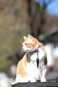 「猫忍」で父上に扮する金時。