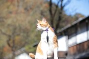 「猫忍」で父上に扮する金時。