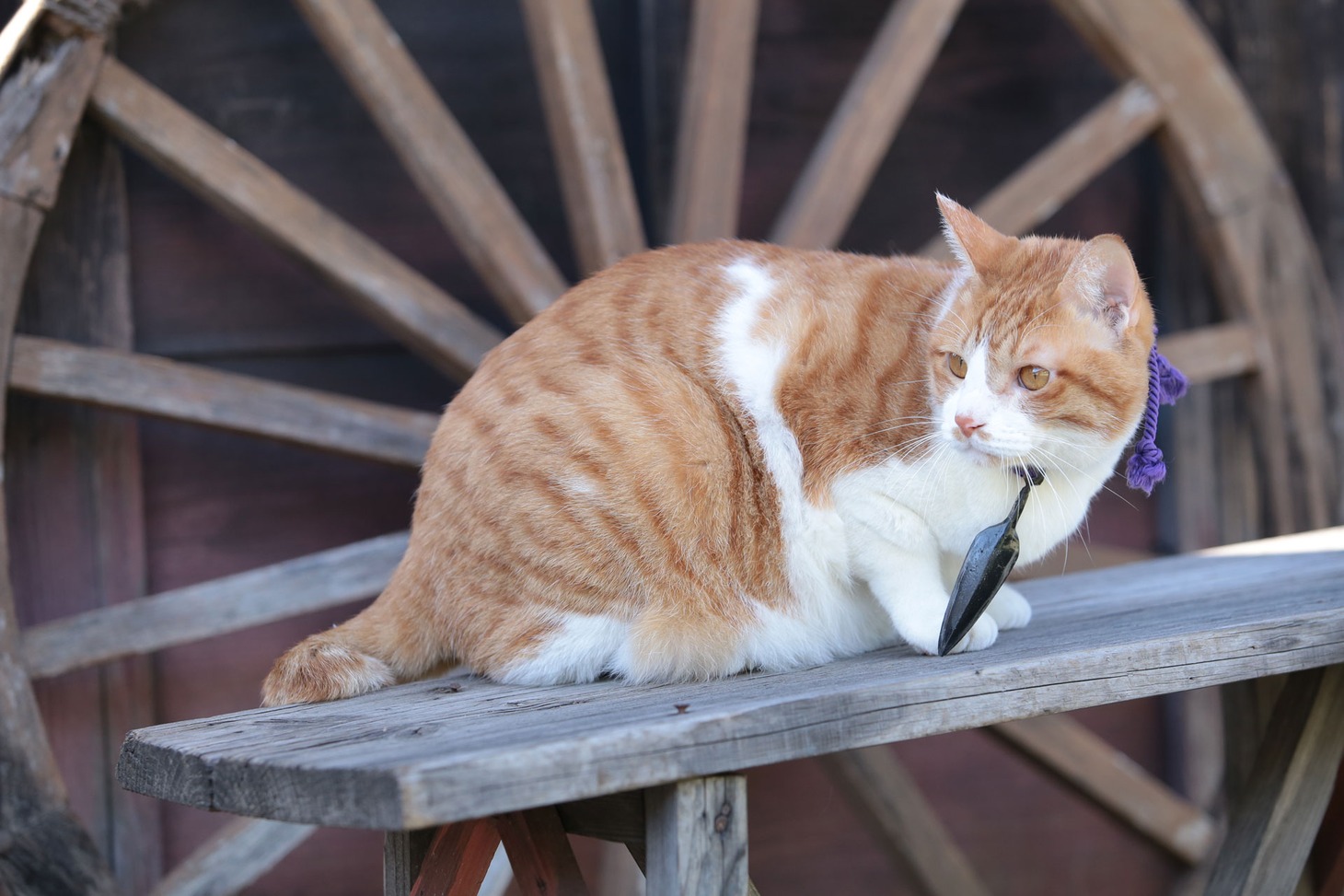 「猫忍」で父上に扮する金時。