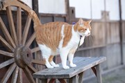 「猫忍」で父上に扮する金時。