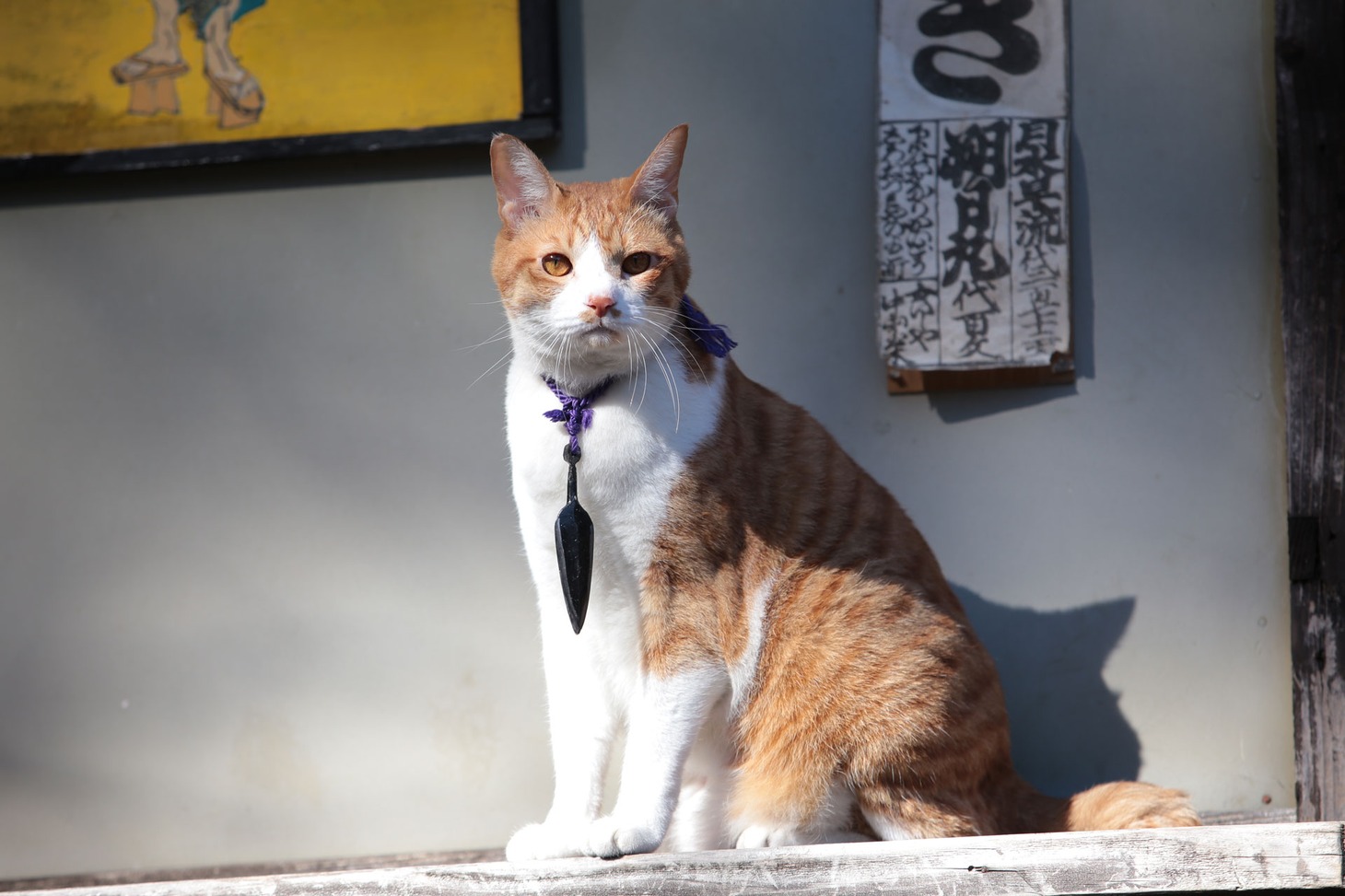「猫忍」で父上に扮する金時。