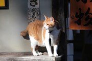 「猫忍」で父上に扮する金時。