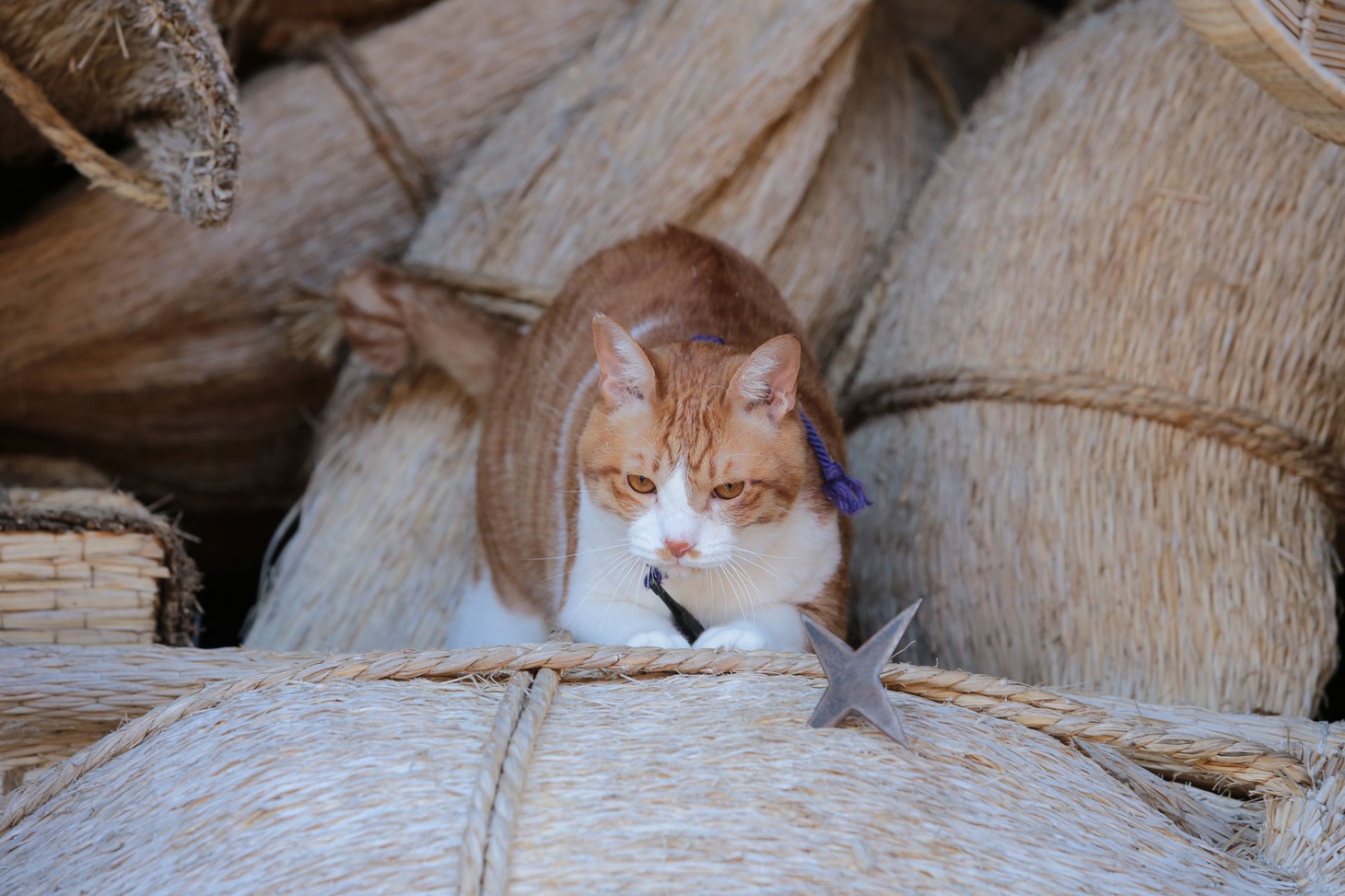 「猫忍」で父上に扮する金時。