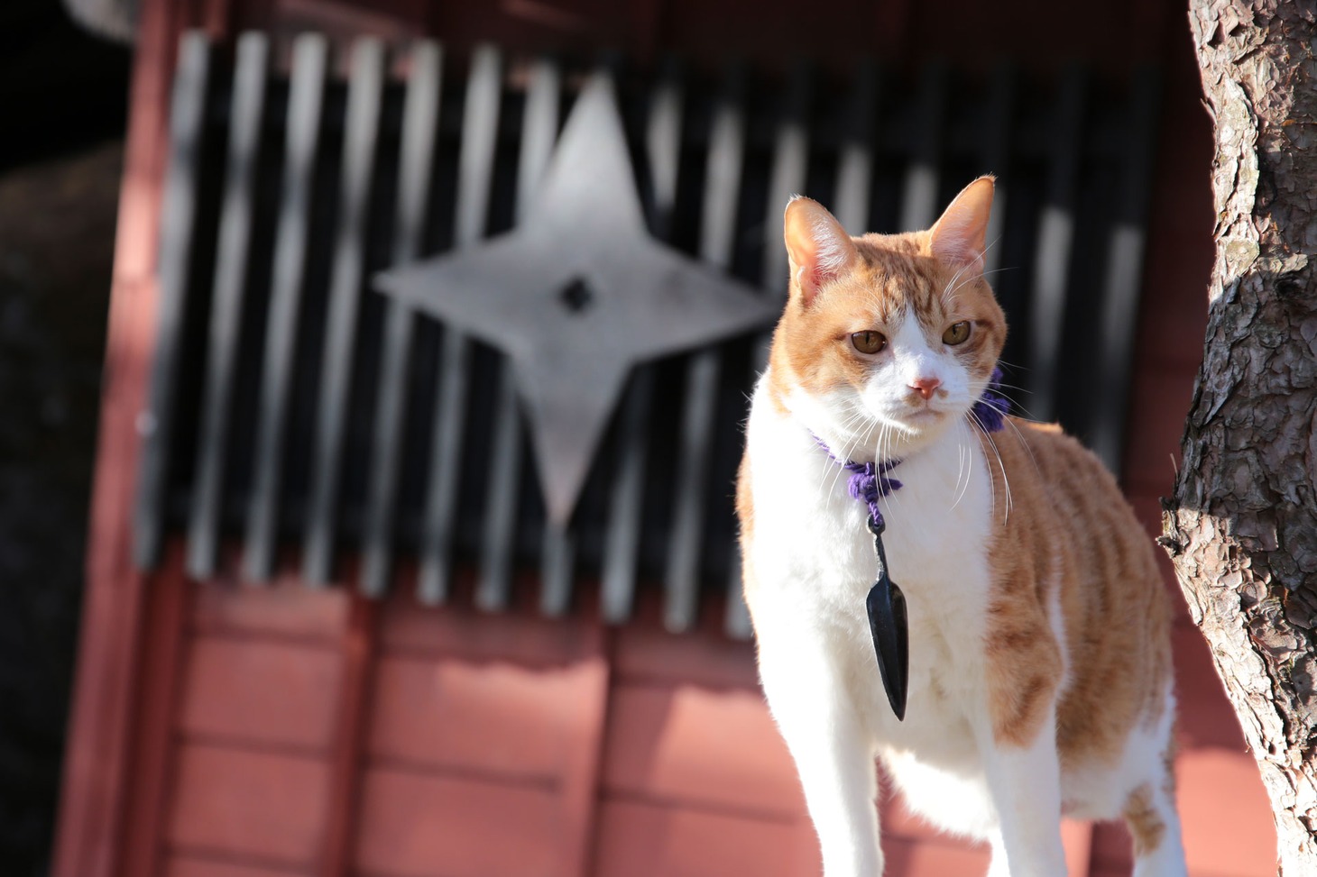 「猫忍」で父上に扮する金時。