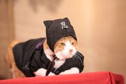 「猫忍」で父上に扮する金時。