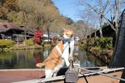 「猫忍」で父上に扮する金時。