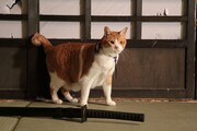 「猫忍」で父上に扮する金時。