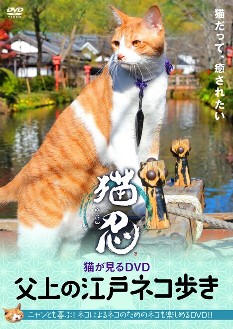 「猫忍 猫が見るDVD 父上の江戸ネコ歩き」ジャケット