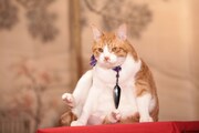 「猫忍」で父上に扮する金時。
