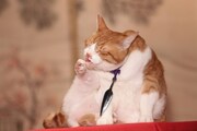 「猫忍」で父上に扮する金時。
