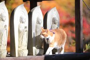 「猫忍」で父上に扮する金時。