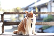 「猫忍」で父上に扮する金時。